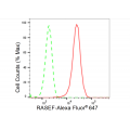 LifeSab™ RASEF Rabbit mAb (20 μl)