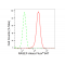 LifeSab™ RASEF Rabbit mAb (20 μl)