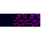 LifeSab™ RASEF Rabbit mAb (20 μl)