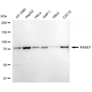 LifeSab™ RASEF Rabbit mAb (20 μl)