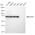 LifeSab™ RIPK1 Rabbit mAb (20 μl)