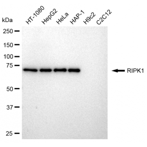 LifeSab™ RIPK1 Rabbit mAb (20 μl)