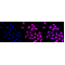 LifeSab™ TBK1 Rabbit mAb (20 μl)