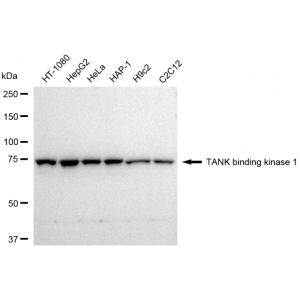 LifeSab™ TBK1 Rabbit mAb (20 μl)