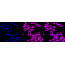 LifeSab™ Phospho-NAK/TBK1 (S172) Rabbit mAb (20 μl)