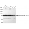 LifeSab™ Phospho-NAK/TBK1 (S172) Rabbit mAb (20 μl)