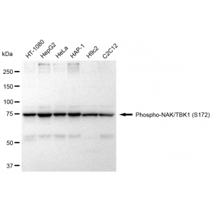 LifeSab™ Phospho-NAK/TBK1 (S172) Rabbit mAb (20 μl)