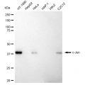 LifeSab™ c-Jun Rabbit mAb (20 μl)