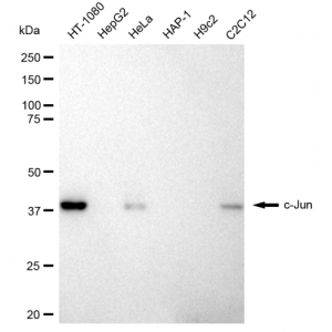 LifeSab™ c-Jun Rabbit mAb (20 μl)