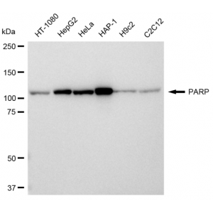 LifeSab™ PARP Rabbit mAb (20 μl)