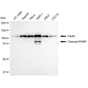 LifeSab™ PARP Rabbit mAb (20 μl)