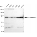 LifeSab™ PIK3R1 Rabbit mAb (20 μl)