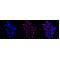 LifeSab™ FURIN Rabbit mAb (20 μl)