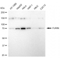 LifeSab™ FURIN Rabbit mAb (20 μl)