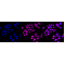 LifeSab™ IKBKE Rabbit mAb (20 μl)