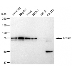 LifeSab™ IKBKE Rabbit mAb (20 μl)