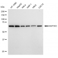 LifeSab™ MAP3K3 Rabbit mAb (20 μl)