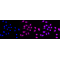 LifeSab™ c-Rel Rabbit mAb (20 μl)