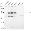 LifeSab™ c-Rel Rabbit mAb (20 μl)