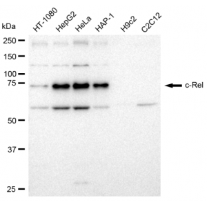 LifeSab™ c-Rel Rabbit mAb (20 μl)