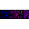 LifeSab™ RNF20 Rabbit mAb (20 μl)