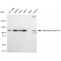 LifeSab™ RNF20 Rabbit mAb (20 μl)