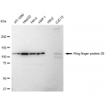 LifeSab™ RNF20 Rabbit mAb (20 μl)