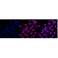 LifeSab™ SETD7 Rabbit mAb (20 μl)