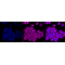 LifeSab™ SUZ12 Rabbit mAb (20 μl)