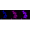 LifeSab™ WASL Rabbit mAb (20 μl)