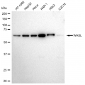 LifeSab™ WASL Rabbit mAb (20 μl)