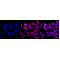 LifeSab™ GAPDH Rabbit mAb (20 μl)