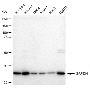 LifeSab™ GAPDH Rabbit mAb (20 μl)