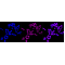 LifeSab™ RB1 Rabbit mAb (20 μl)