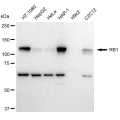 LifeSab™ RB1 Rabbit mAb (20 μl)