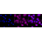 LifeSab™ PKM2 Rabbit mAb (20 μl)