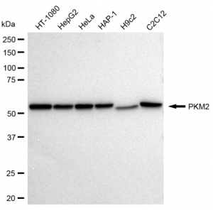 LifeSab™ PKM2 Rabbit mAb (20 μl)