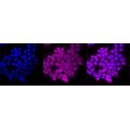 LifeSab™ ITGA4 Rabbit mAb (20 μl)