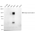 LifeSab™ ITGA4 Rabbit mAb (20 μl)