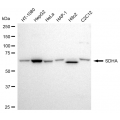 LifeSab™ SDHA Rabbit mAb (20 μl)