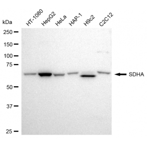 LifeSab™ SDHA Rabbit mAb (20 μl)