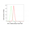 LifeSab™ Merlin Rabbit mAb (20 μl)