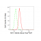 LifeSab™ Merlin Rabbit mAb (20 μl)