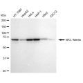 LifeSab™ Merlin Rabbit mAb (20 μl)