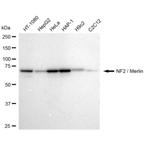 LifeSab™ Merlin Rabbit mAb (20 μl)