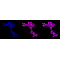 LifeSab™ MACROH2A1 Rabbit mAb (20 μl)