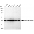 LifeSab™ MACROH2A1 Rabbit mAb (20 μl)