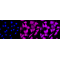 LifeSab™ KMT5A Rabbit mAb (20 μl)