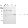 LifeSab™ KMT5A Rabbit mAb (20 μl)