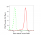 LifeSab™ OGT Rabbit mAb (20 μl)